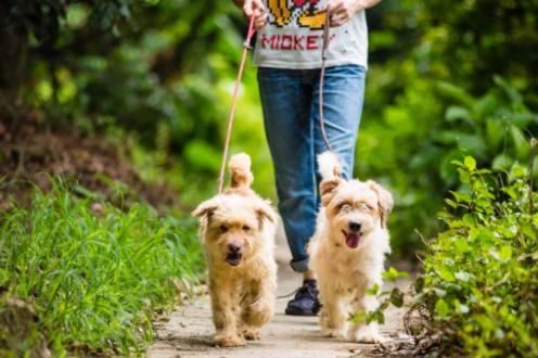 给狗狗拴上狗绳它不走怎么办,狗狗拴绳子就趴着不走