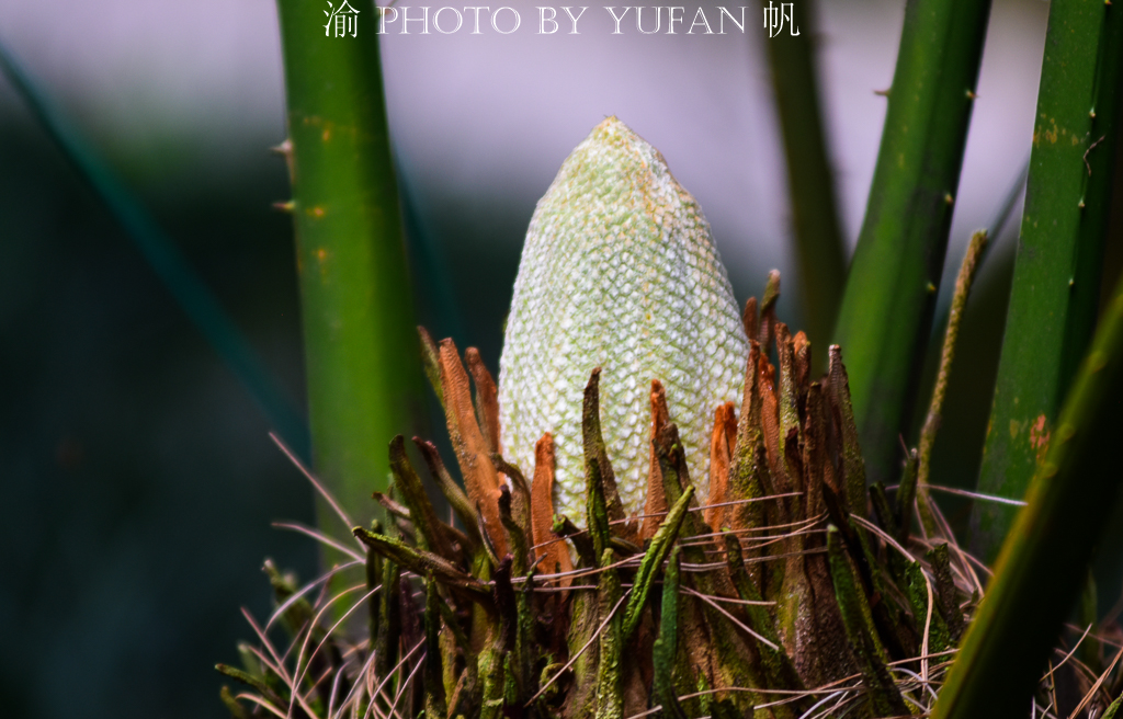 铁树开花一柱擎天的奇景图片,千年铁树开花真的这么罕见