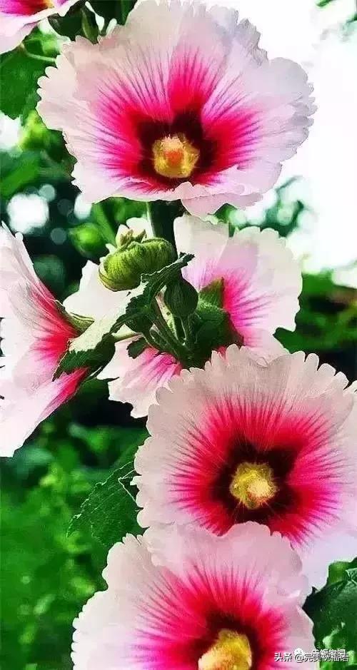 正月初九祝愿大家好运长长久久,正月初九最美好的祝福送给友友们