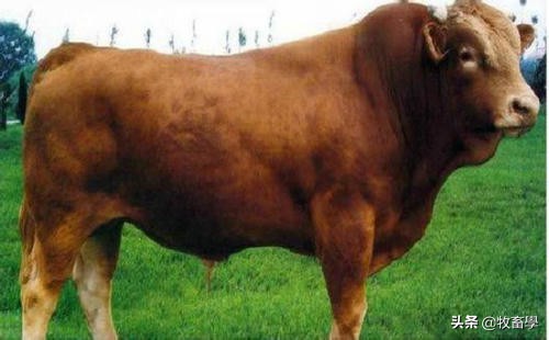 牛养殖疾病处理,牛养殖技术及管理