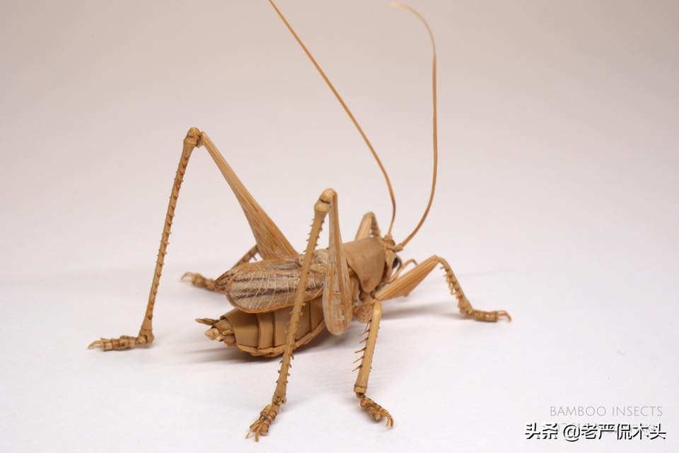 昆虫标本树脂竹节虫,昆虫标本制作竹节虫