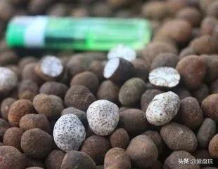 星月菩提没有星的是什么品种,星月菩提只有星没有月