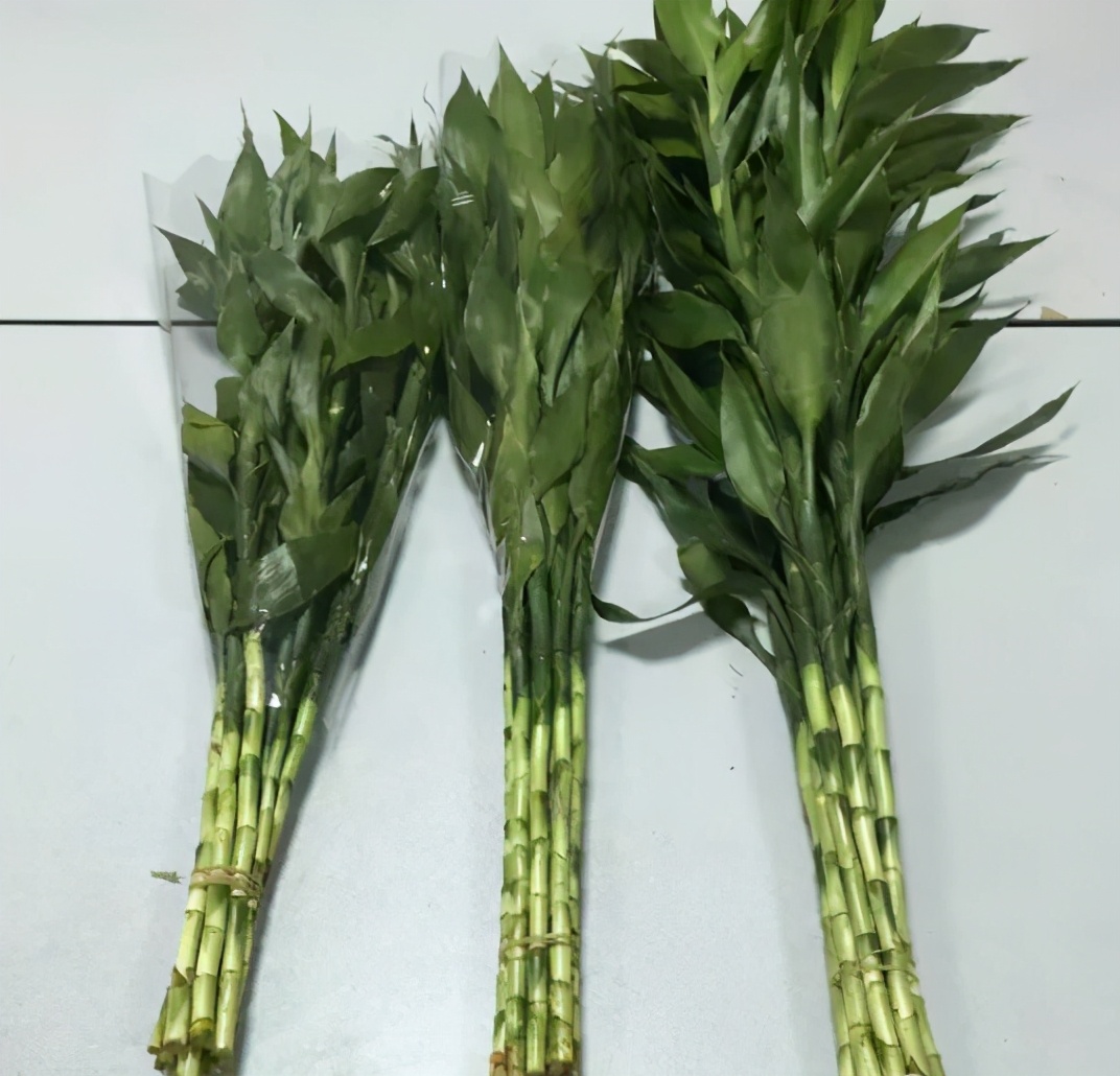 新买的富贵竹枝干，水培迟迟不生根，该怎么解决？