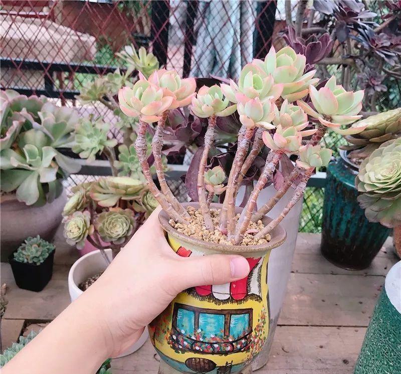 养了8年的“老桩”，价值2000块，这样的碧桃多肉，你舍得买吗？