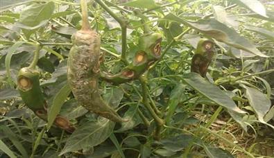 辣椒炭疽病你了解吗?高温天气易感染、传播快!防治措施在这里