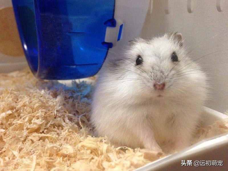 家里养仓鼠有哪几个注意事项,家里养仓鼠有什么注意事项