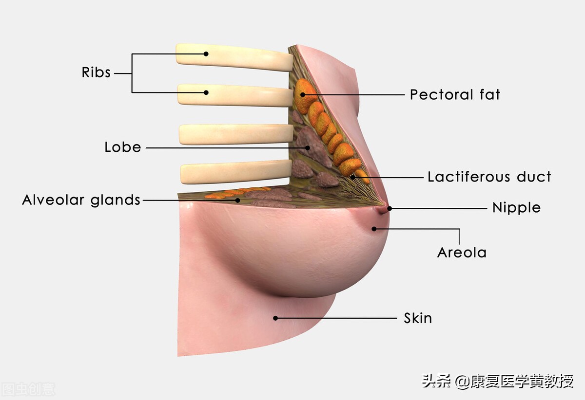 身为女人，你知道哪些肌肉对妳很重要呢？