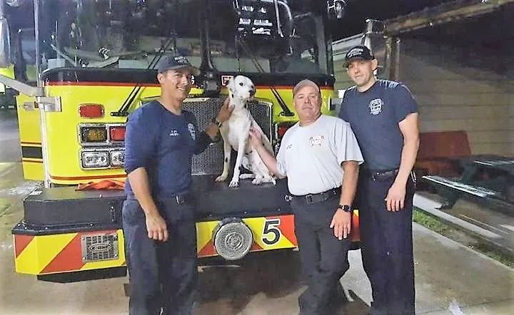 消防犬斑点狗技能,美国消防犬斑点狗