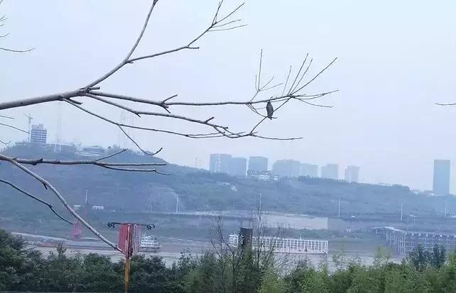 弹子石铂悦澜庭现在值得买吗,重庆弹子石铂悦澜庭二手房价格