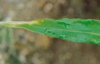 大姜黄叶怎么解决,大姜干尖黄叶