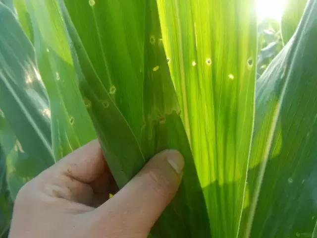 中国玉米叶片病害防治情况,玉米控旺病虫害防治能同时用药吗