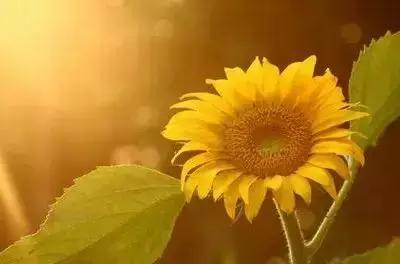 100种花的英文和花语是什么,100种花的花语以及送花礼仪分享