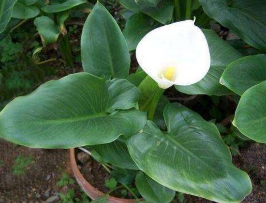 马蹄莲几年了不开花是什么原因,马蹄莲什么时间开花