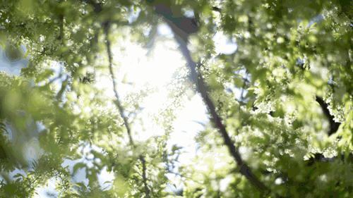 广州凉爽又好玩公园在哪里,夏季广州公园游玩攻略