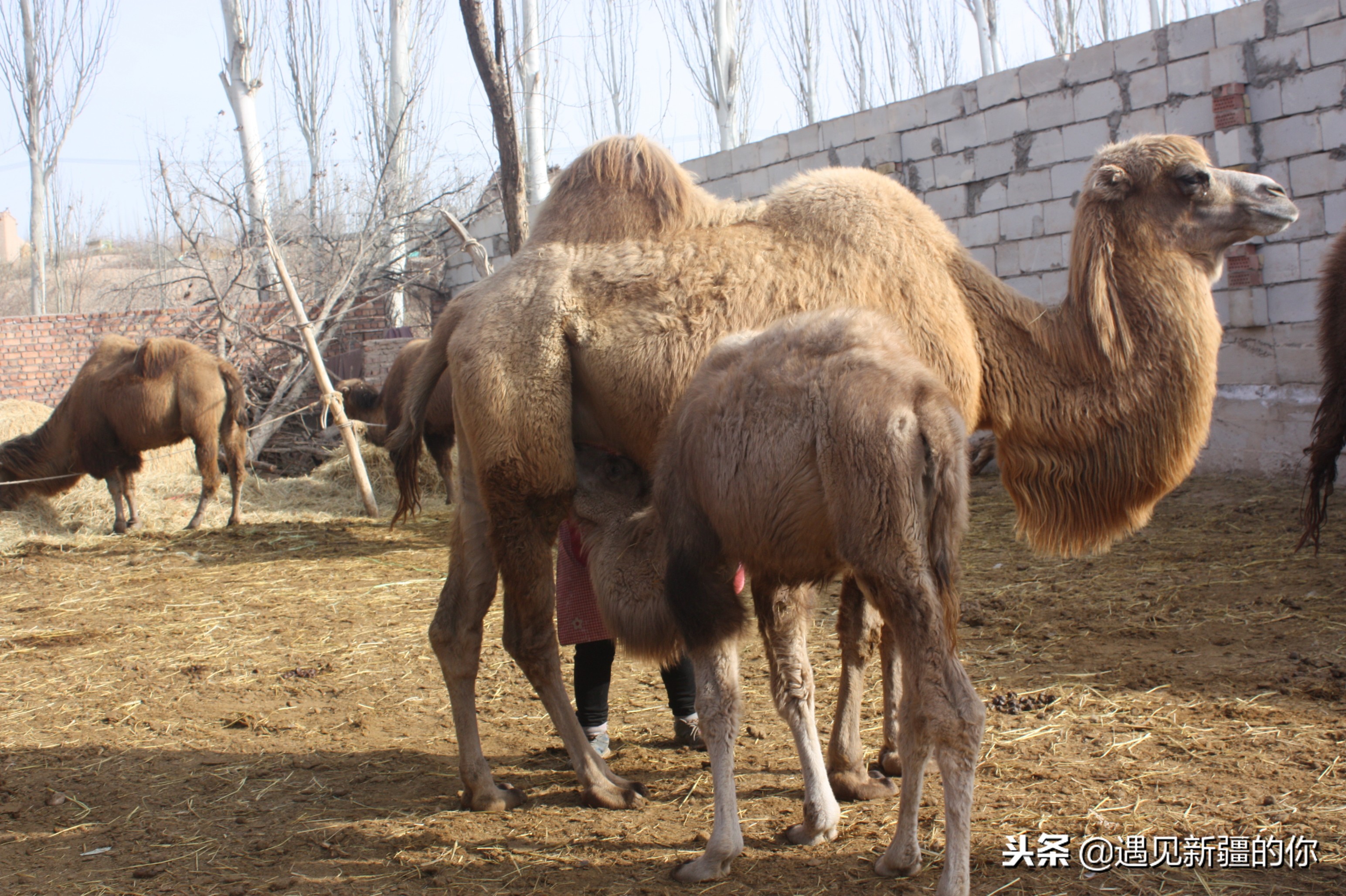 *疆新**天山南麓的一个山区产一种奶，受到游客的追捧千万别错过