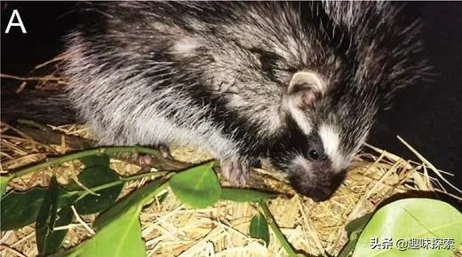 将剧毒涂在身上，不怀好意的野狗全被毒死，唯一善用毒的啮齿动物