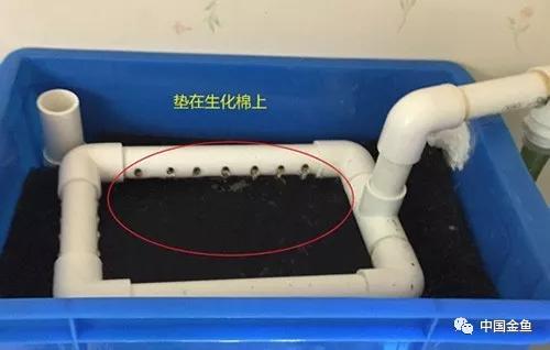 家庭鱼缸金鱼养殖技术视频,养金鱼一定要用增氧泵吗