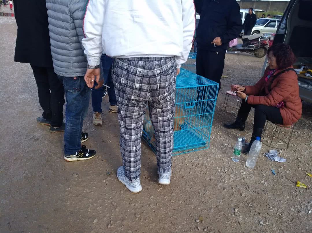 金毛狗市场幼犬出售,金毛狗50元一只批发直播卖