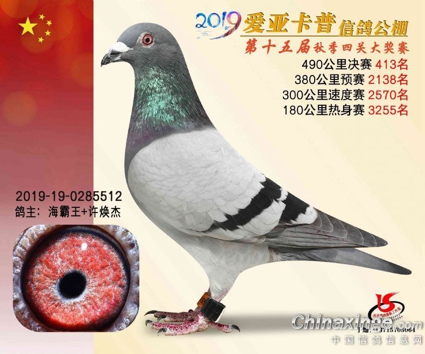 海霸王詹森纪录,冠霖公棚2017年获奖鸽欣赏