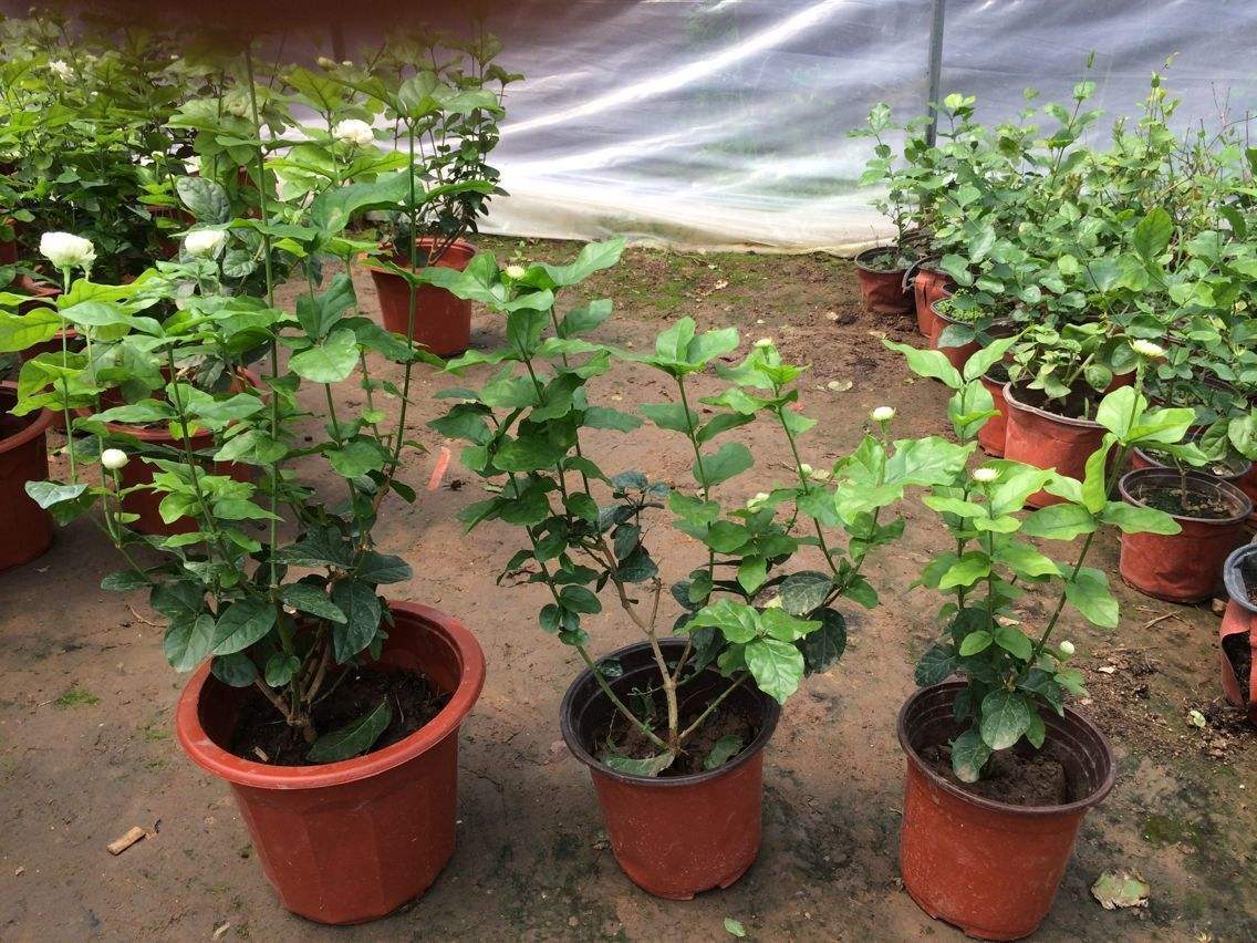 春天养茉莉花，压条“繁殖”效果好，省事又省力，花香飘满屋！