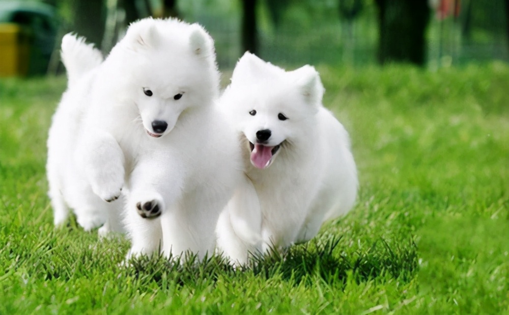 萨摩耶幼犬怎么辨别纯种,萨摩耶怎么鉴定狗狗纯不纯