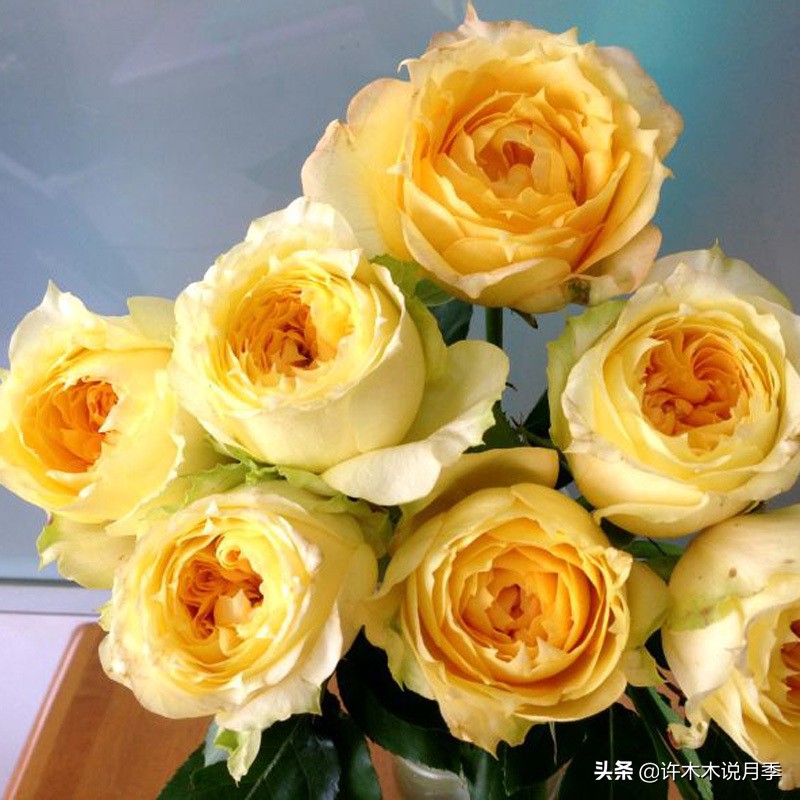 月季叶子掉光变成光杆了怎么回事？用这几招让你的月季满血复活