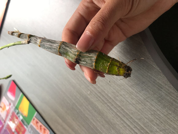 石斛兰冬天叶子发黄是什么原因,石斛兰多棵种在一个盆里会黄叶吗