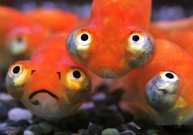 这些五彩斑斓的金鱼养眼又养心,最美的观赏金鱼值得一看