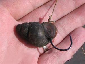 鍨傞挀闈掗奔鐭ヨ瘑,閽撻潚楸肩殑鍗佸ぇ鐗瑰緛