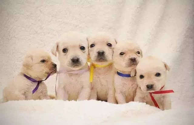 怎样护理狗宝宝,怎么护理狗宝宝