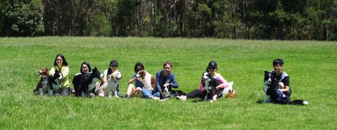 宠物经济市场前景,宠物经济下一个趋势