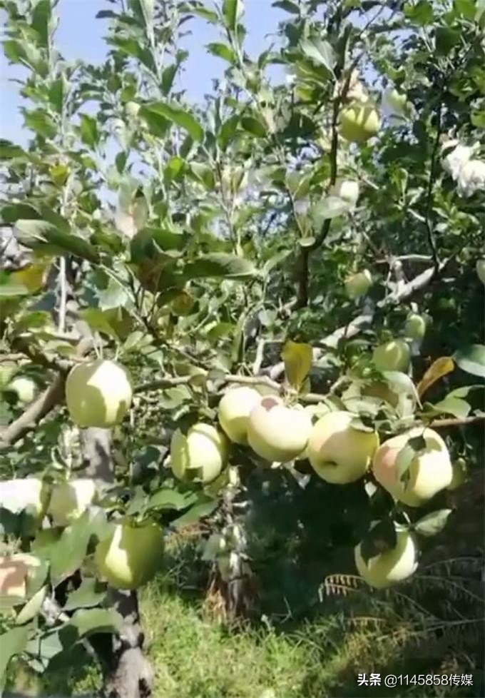 冬季蓟县梨木台农家院,天津蓟县梨木台农家院推荐