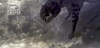 猫科家族的平头哥，个头不大却性情凶残，钓鱼猫为何濒临灭绝