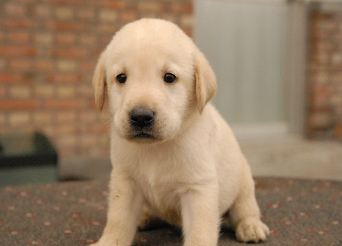 如何挑选小狗狗三个技巧,如何挑选幼犬