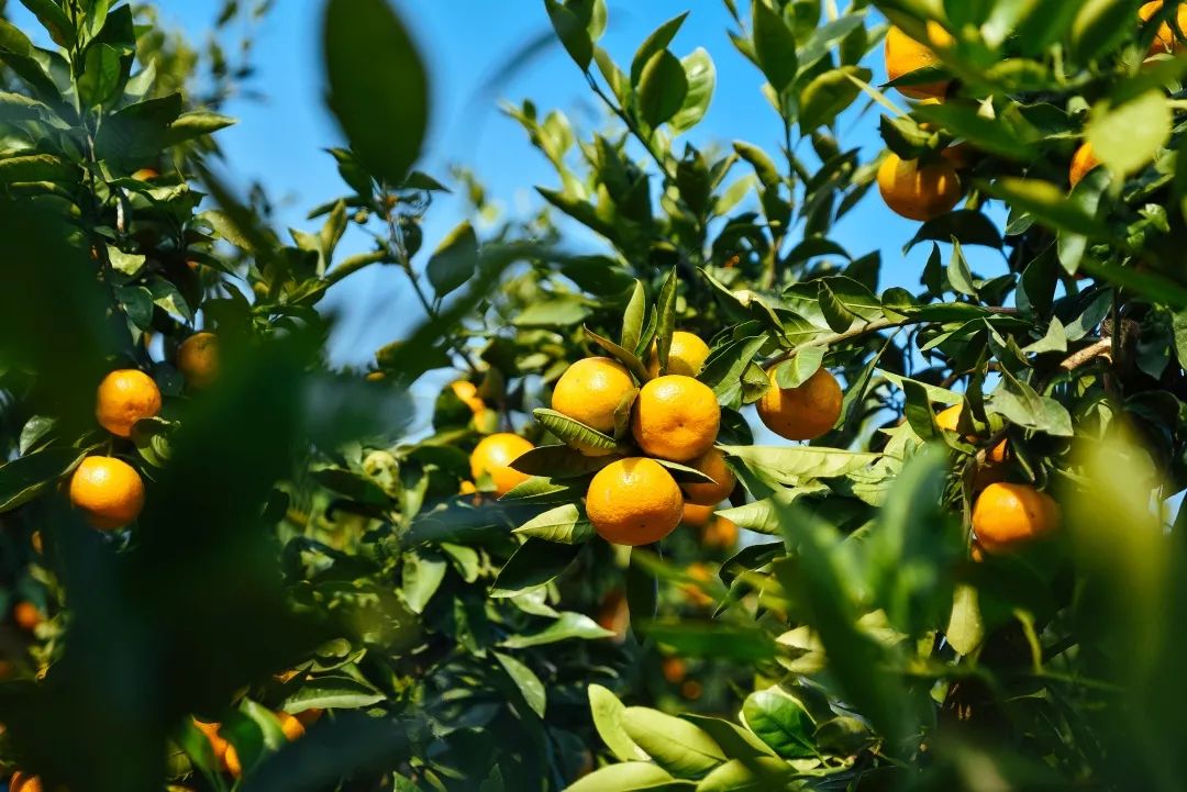 秋高气爽的成语故事,秋高气爽写秋天的词语有哪些