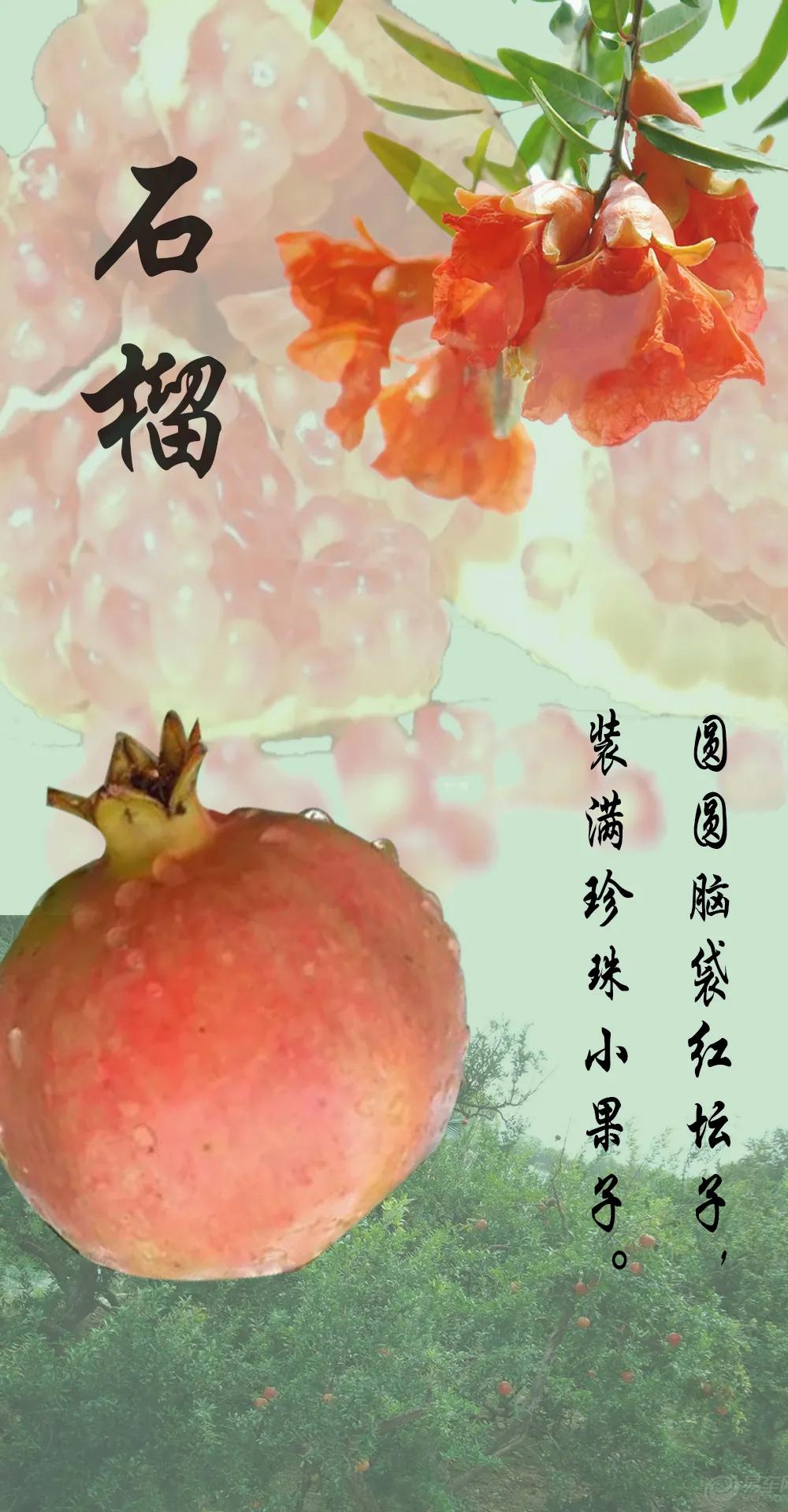 云南蒙自石榴树,云南蒙自石榴直播