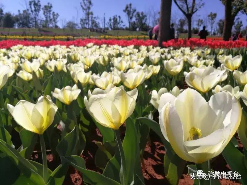 太热闹!弥勒花海、人海、车海、舞海...这些人上镜了!