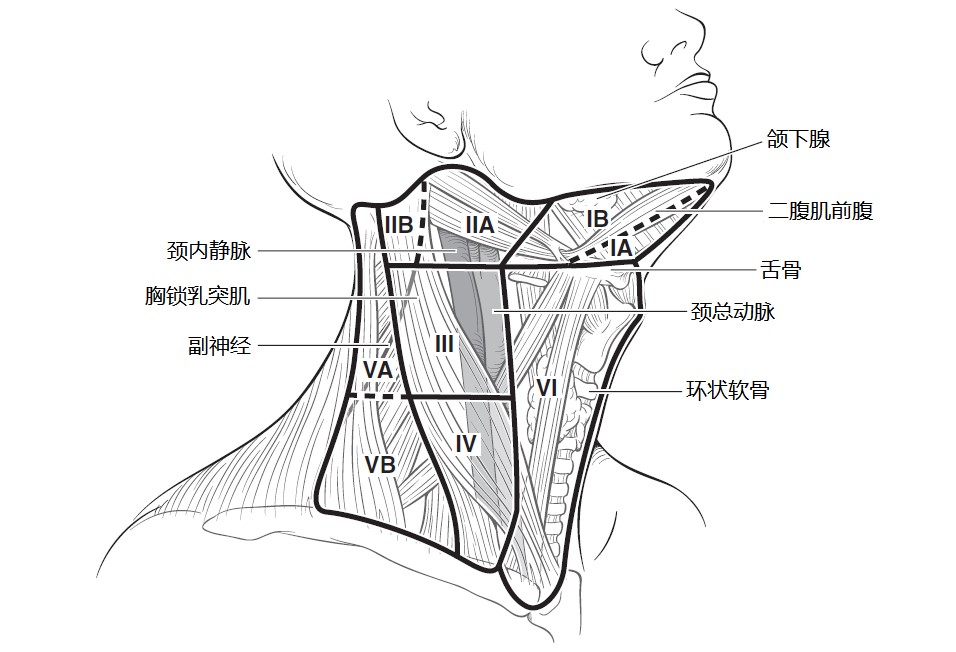 甲状腺癌诊疗指南体外诊断资讯,甲状腺结节及甲状腺癌诊疗指南