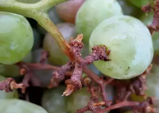 克瑞森葡萄常见病害,夏黑葡萄常见病害及防治