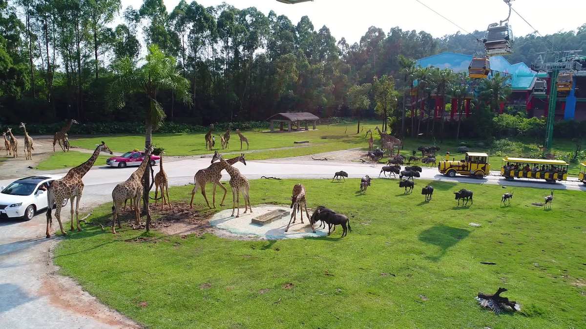 广州旅游攻略广州长隆野生动物园,广东游玩攻略广州长隆野生动物园