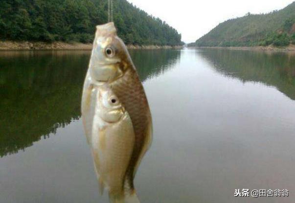 怎么改进浮漂才可以看清漂相,浮漂没动作提竿却中鱼如何调整