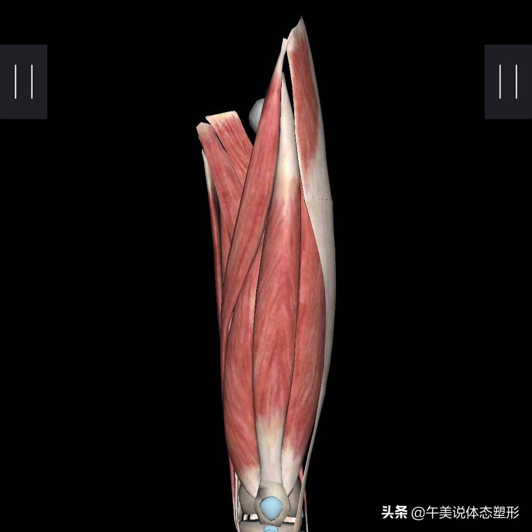 练这几个动作让你的大腿又细又直,大腿练细了小腿越练越粗