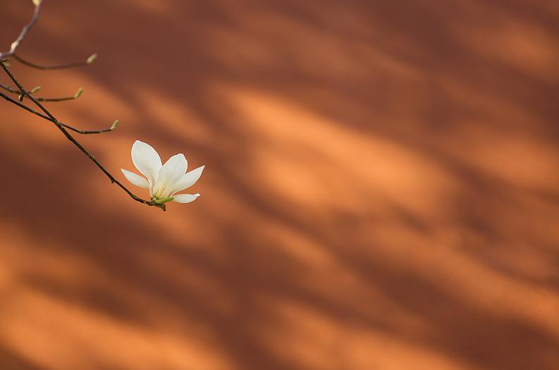 令人惊叹的东方美,迷倒众生的美貌