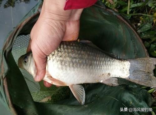 冬季钓鱼的4个实用小技巧,冬天20度钓鱼钓深还是钓浅