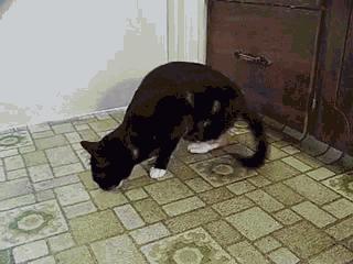 猫咪最近很有攻击性是得病了吗,猫咪精神疾病会导致死亡吗