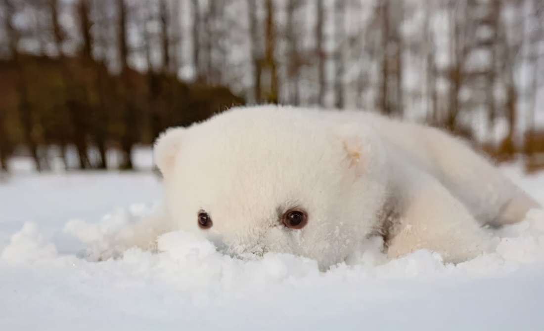两首不同的婚礼进行曲,两首婚礼进行曲