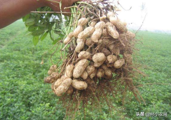 黑龙江农作物创业新思路,农村最赚钱的种植项目有哪些