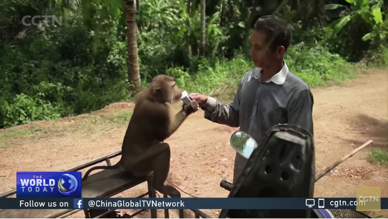 你爱吃的椰子，背后可能有一只泰国“打工猴”血汗故事
