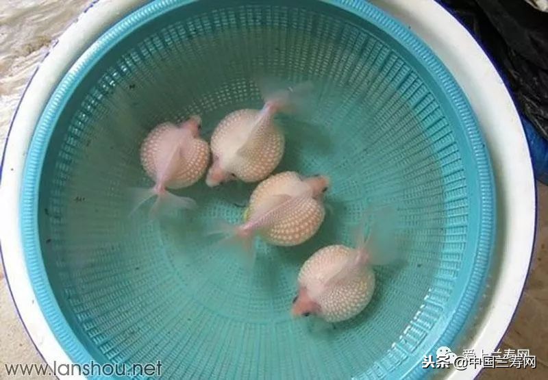 十大最稀有的金鱼品种,比较大的金鱼品种有哪些