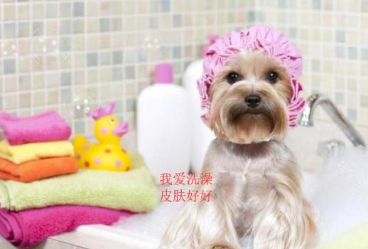 狗狗不爱干净经常洗澡怎么办,狗狗不爱洗澡怎么办